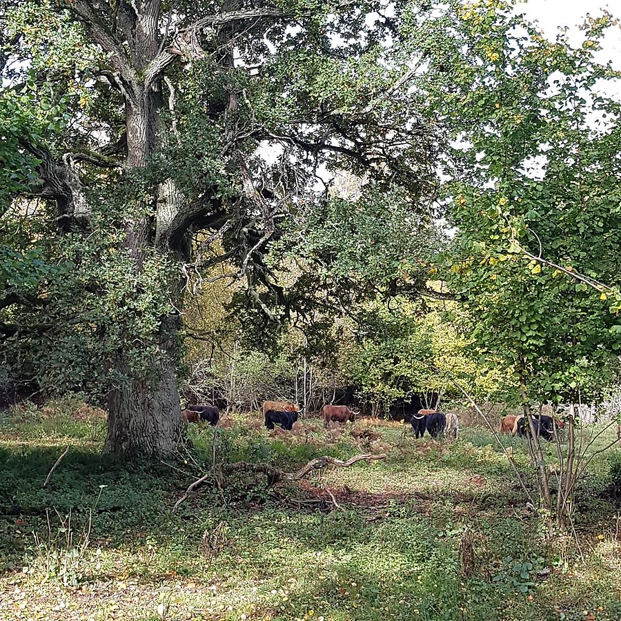 Bild på en frihuggen/friställd ek i restaurerad naturbetesmark vid Sydvästra Fysingen.