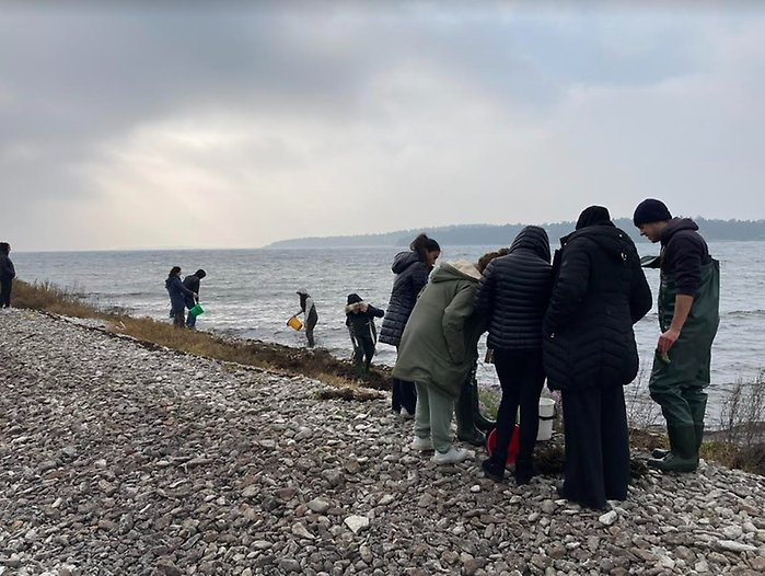 Elever samlar prover vid strand på Gotland